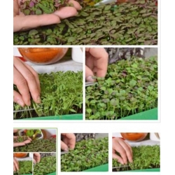 nasiona Microgreens Orientale - niezwykły smak i aromat swikx57
